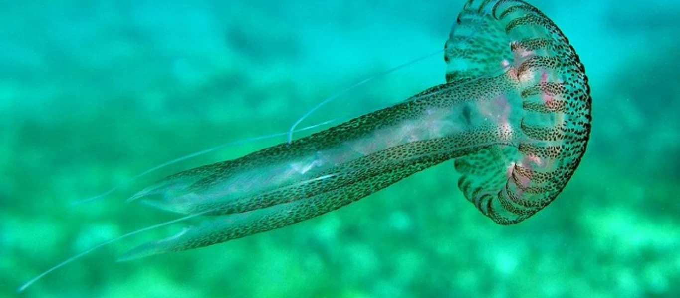 Γιατί δεν πρέπει να αφήνετε μέδουσες στην παράλια;